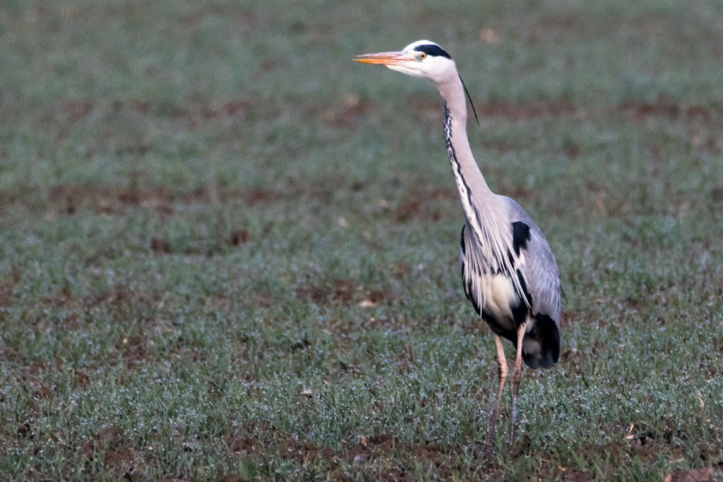 Graureiher-9-1024x683.jpg